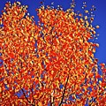 Leaves Of Orange